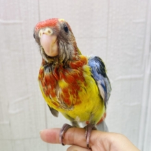 最新画像有ります❗️💙💚すでにカラフル❤️💛ナナクサインコのヒナがやって来ました‼️