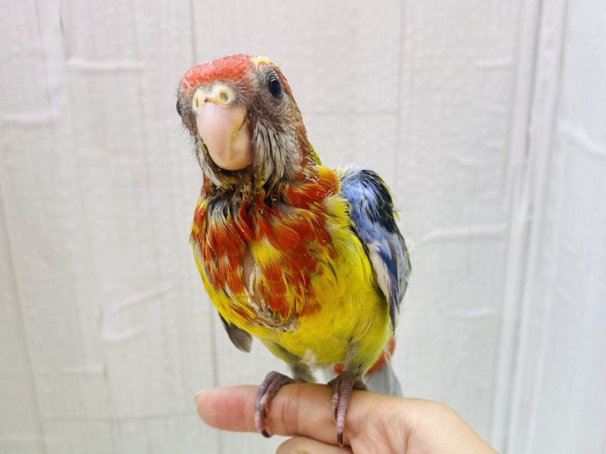 最新画像有ります❗️💙💚すでにカラフル❤️💛ナナクサインコのヒナがやって来ました‼️