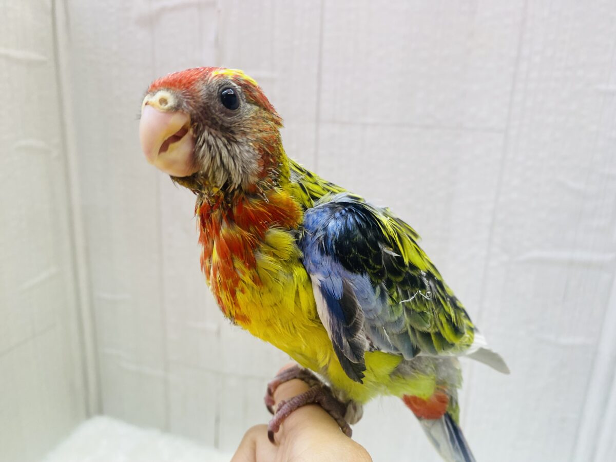 ナナクサインコ（七草インコ）