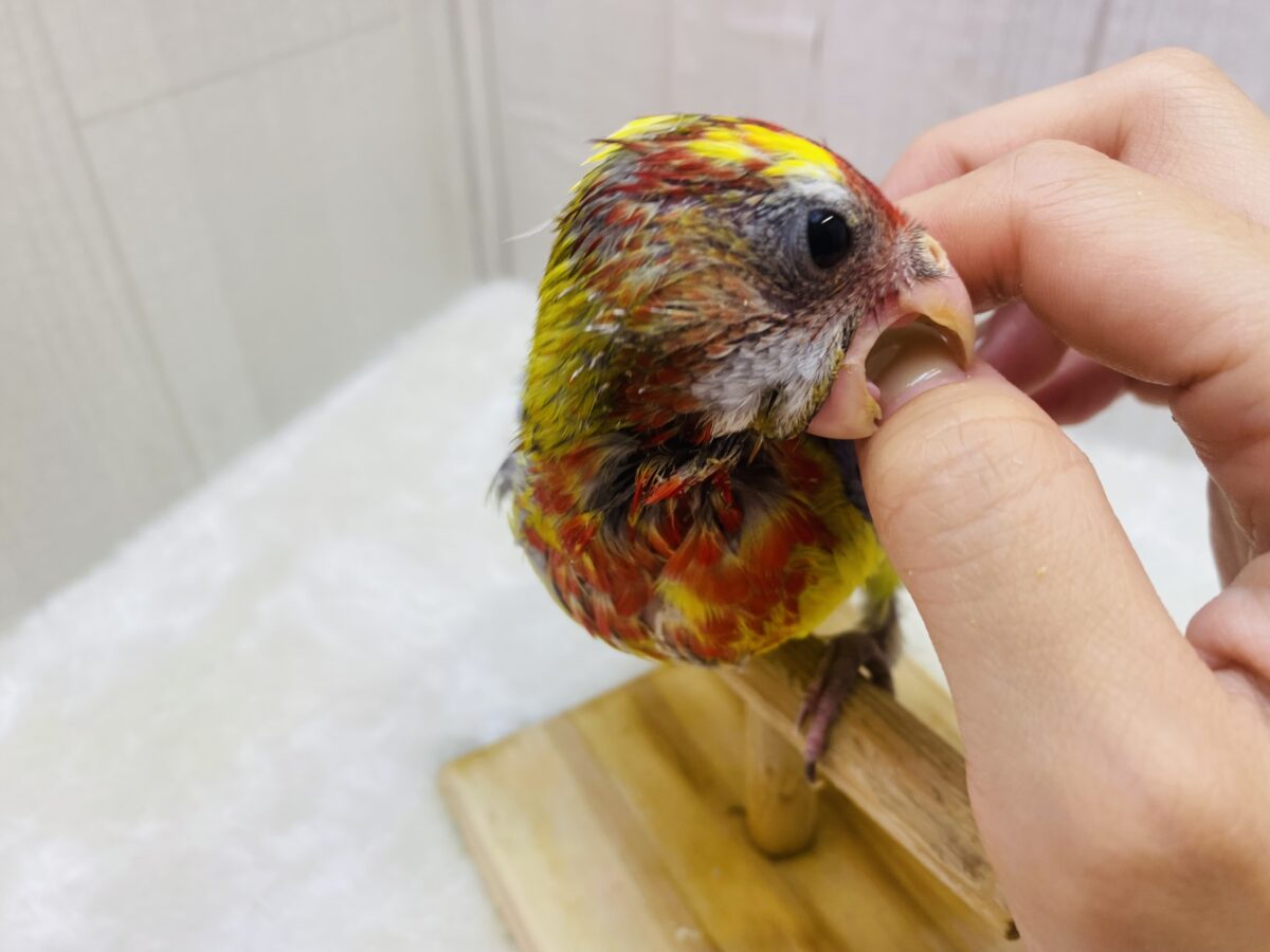 ナナクサインコ（七草インコ）