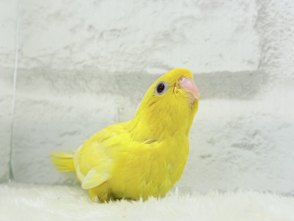 サザナミインコ