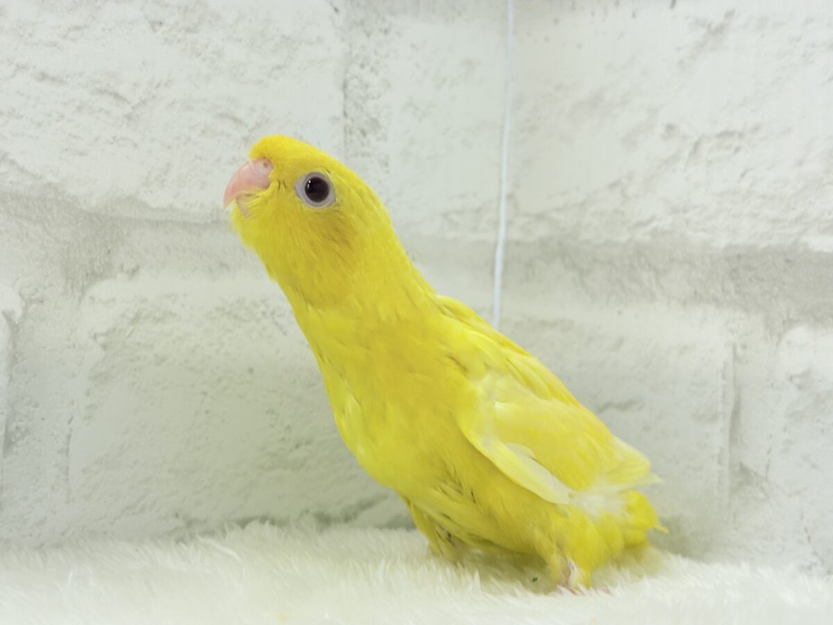 サザナミインコ