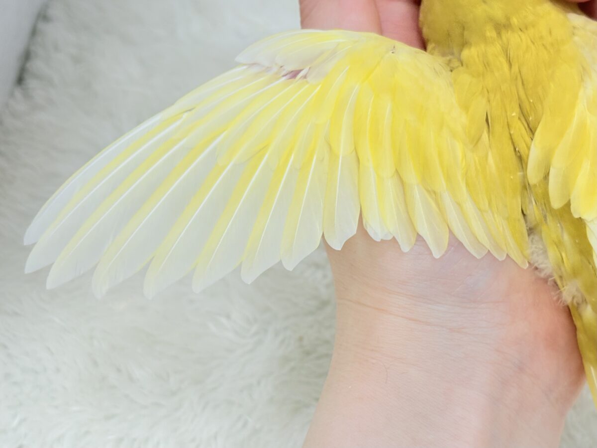 サザナミインコ