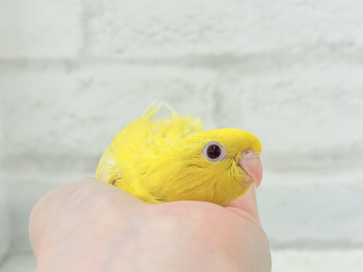 サザナミインコ