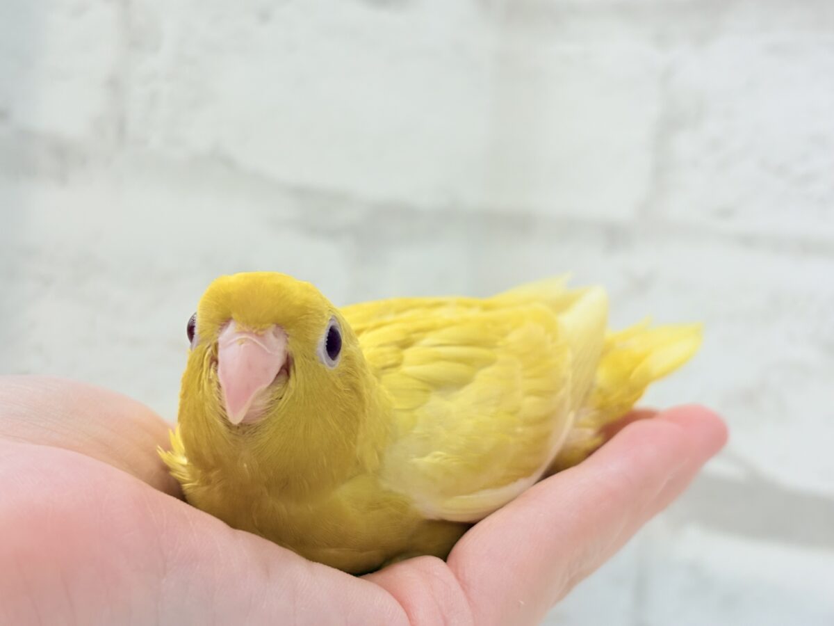 サザナミインコ