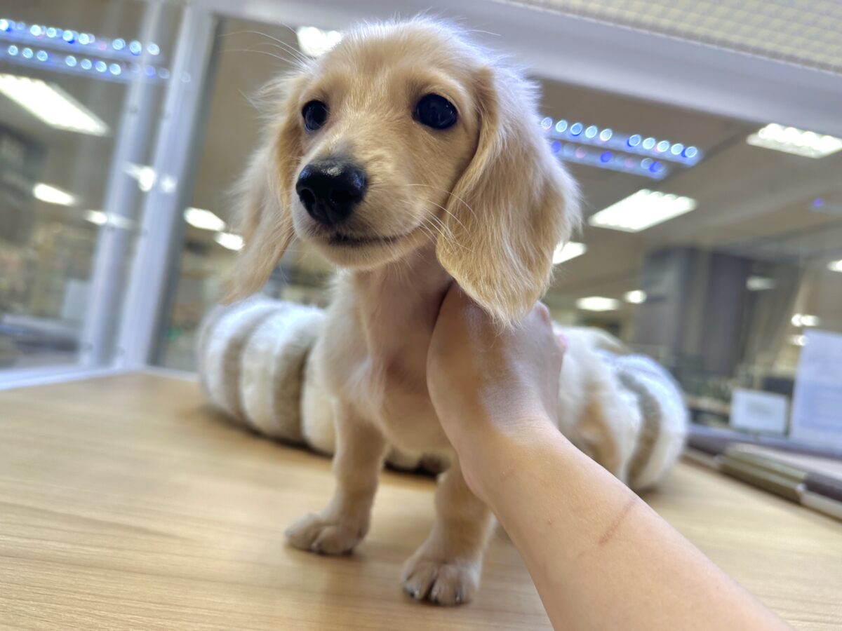 人が大好き❣️❣️ミニチュアダックスくん ミニチュアダックス