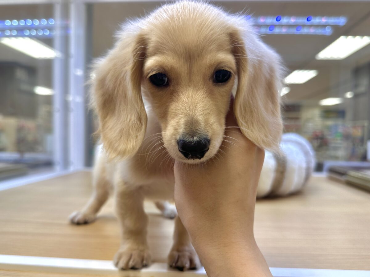人が大好き❣️❣️ミニチュアダックスくん ミニチュアダックス