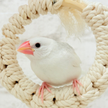 【最新画像更新🪄】お口パッカーーーン🐣🤍食欲旺盛‪☆白文鳥 ヒナ
