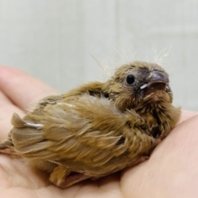 濃いめフォーン🧡パヤ毛が可愛すぎるっキンカ鳥𓂃🍀𓈒𓏸