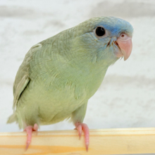 【最新画像更新🪄ひとり餌になりました‪☆】おめめぱっちりむちむち体型🐥💖サザナミインコ(ブルースパングル) ヒナ