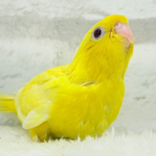 【最新画像更新🪄】太陽サンサン☀️ビタミンカラー🐣💛サザナミインコ(ルチノー) ヒナ