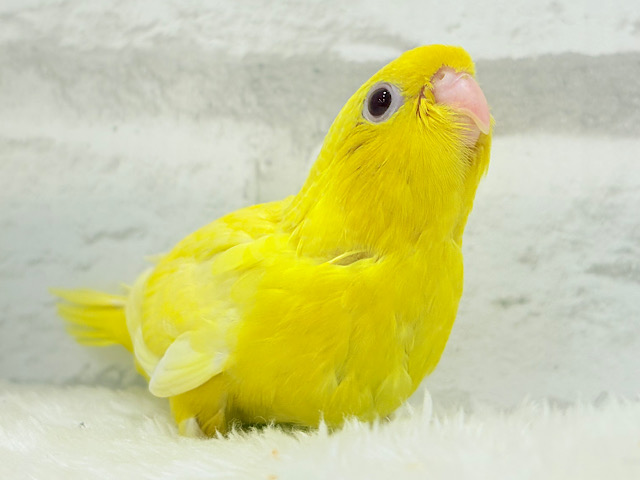 【最新画像更新🪄】太陽サンサン☀️ビタミンカラー🐣💛サザナミインコ(ルチノー) ヒナ