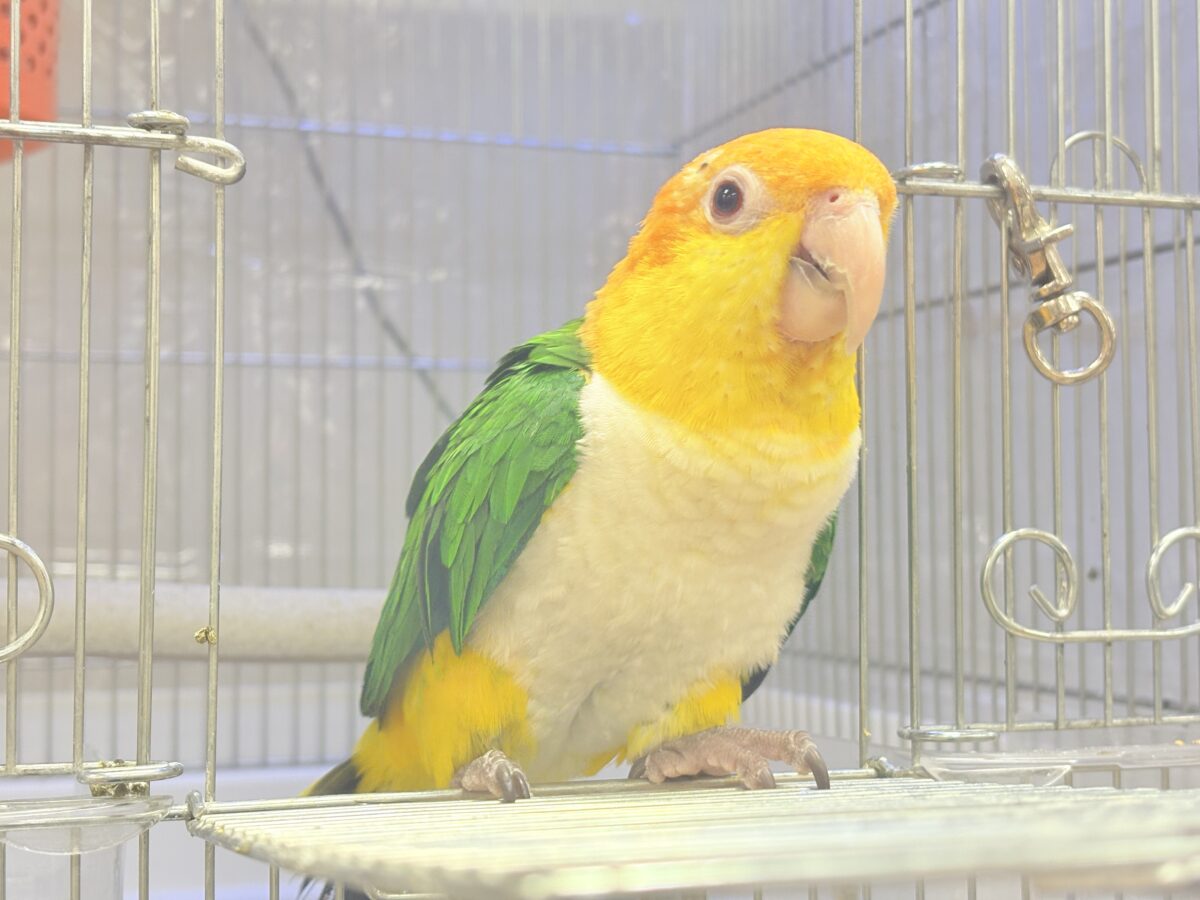 【最新画像】好奇心旺盛‼️やってきたぜ‼️✨️シロハラインコ(女の子) シロハラインコ