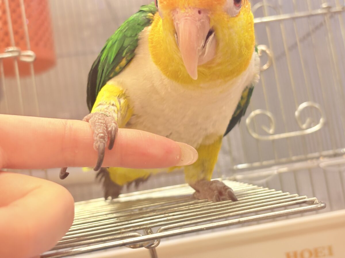 【最新画像】好奇心旺盛‼️やってきたぜ‼️✨️シロハラインコ(女の子) シロハラインコ