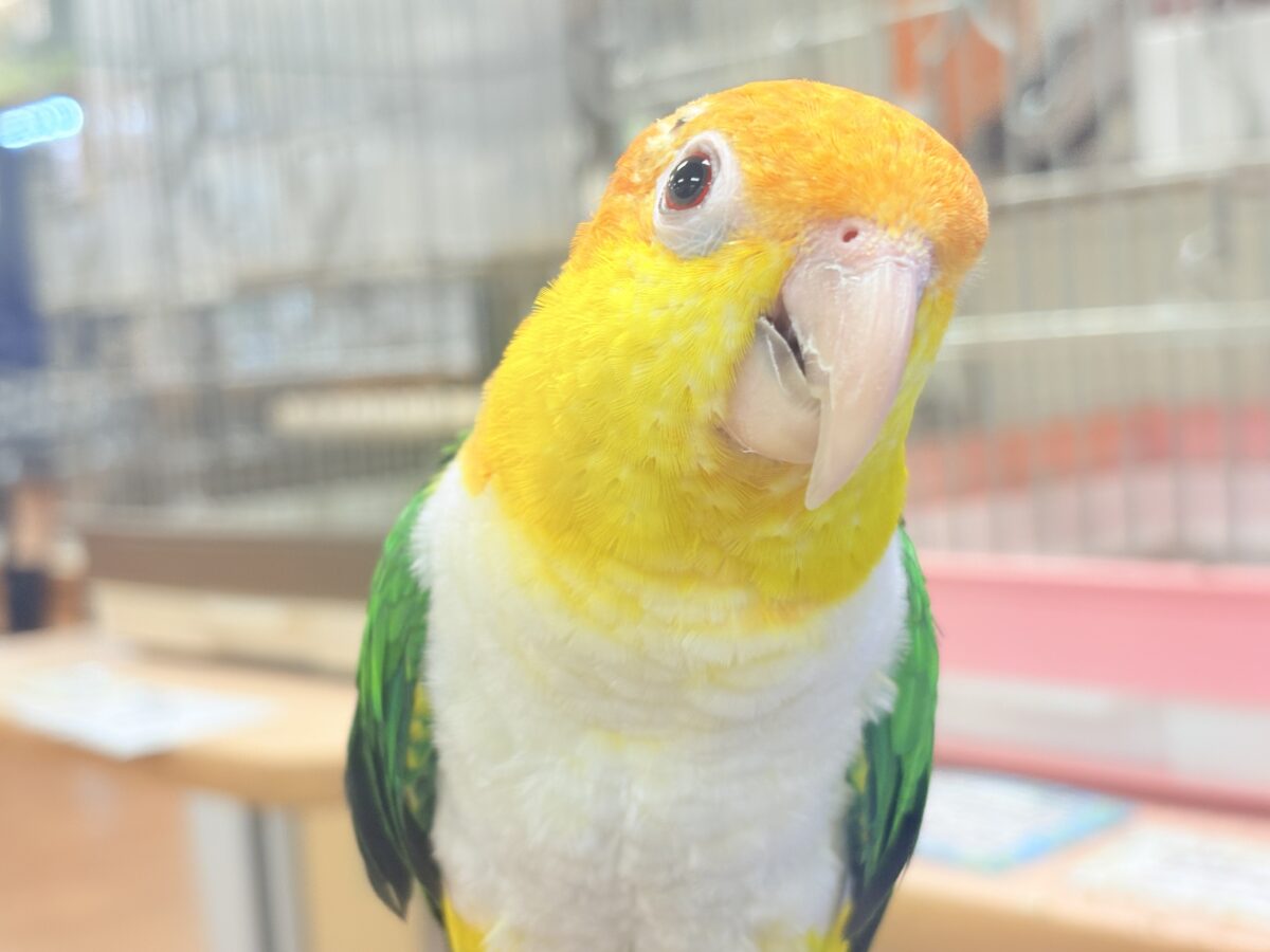 【最新画像】好奇心旺盛‼️やってきたぜ‼️✨️シロハラインコ(女の子) シロハラインコ