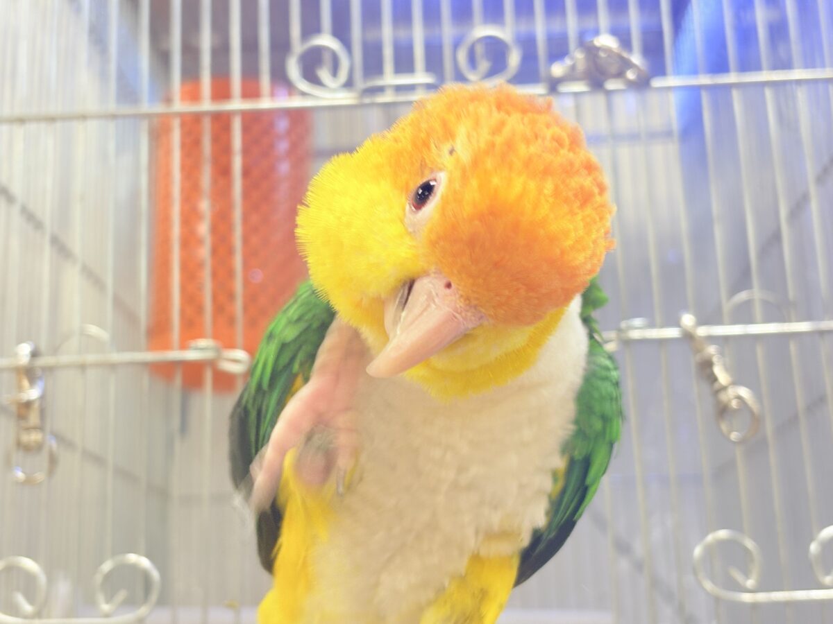 【最新画像】好奇心旺盛‼️やってきたぜ‼️✨️シロハラインコ(女の子) シロハラインコ