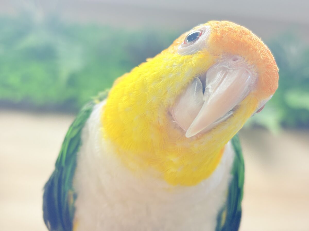 【最新画像】好奇心旺盛‼️やってきたぜ‼️✨️シロハラインコ(女の子) シロハラインコ