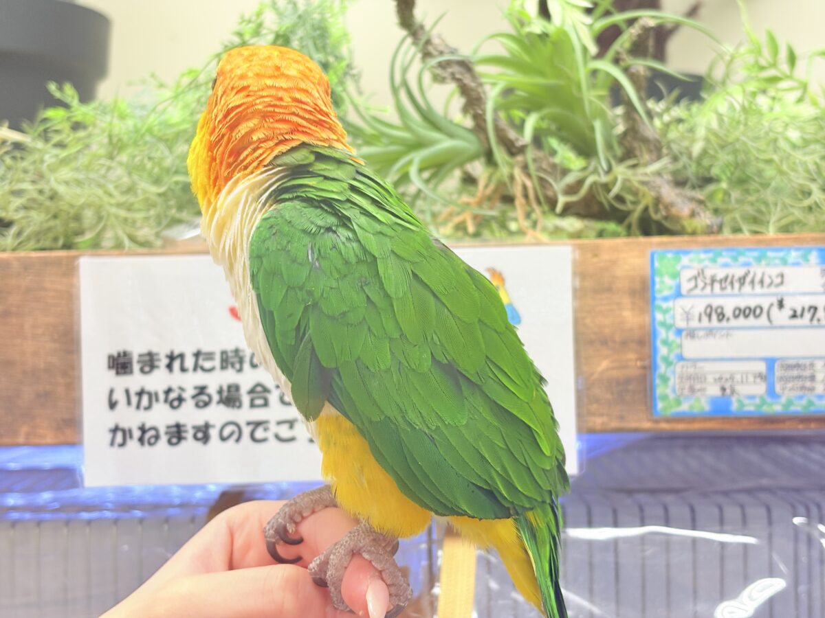 【最新画像】好奇心旺盛‼️やってきたぜ‼️✨️シロハラインコ(女の子) シロハラインコ