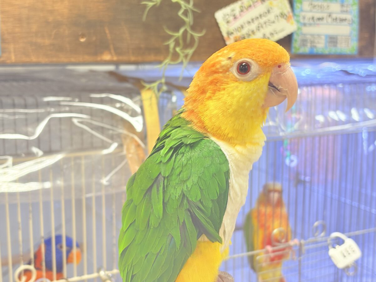 【最新画像】好奇心旺盛‼️やってきたぜ‼️✨️シロハラインコ(女の子) シロハラインコ