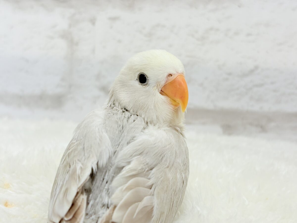 コザクラインコ（小桜インコ）
