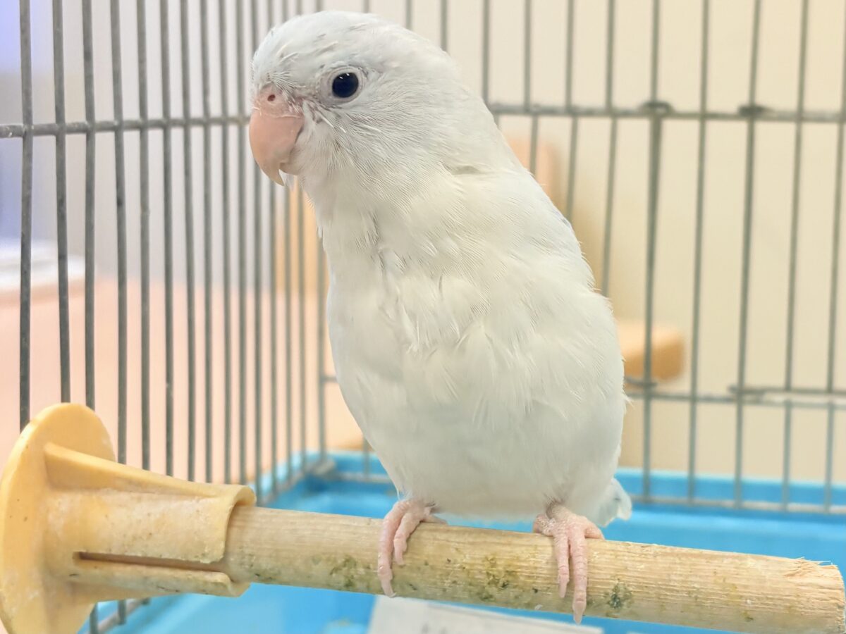 透明感たっぷりの小さな子🐥🫧マメルリハ(アメリカンホワイト) 男の子 マメルリハ