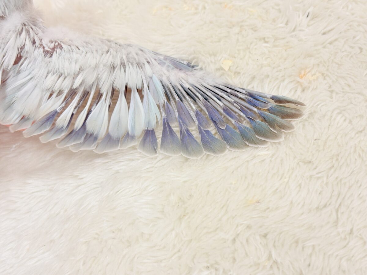 涼しげカラーで爽やかに🐣🎐🫧オキナインコ(ブルーパリドオパーリン) ヒナ オキナインコ