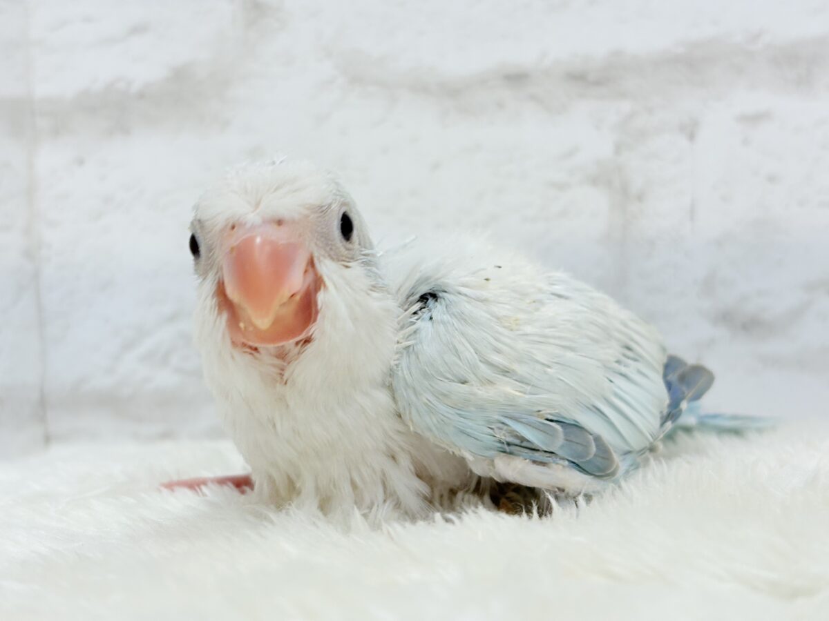涼しげカラーで爽やかに🐣🎐🫧オキナインコ(ブルーパリドオパーリン) ヒナ オキナインコ