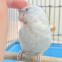 透明感たっぷりの小さな子🐥🫧マメルリハ(アメリカンホワイト) 男の子