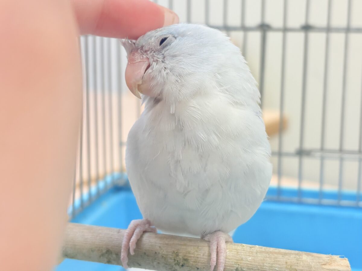 透明感たっぷりの小さな子🐥🫧マメルリハ(アメリカンホワイト) 男の子 マメルリハ