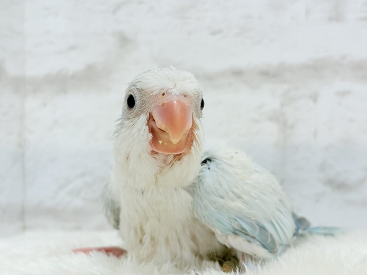 オキナインコ