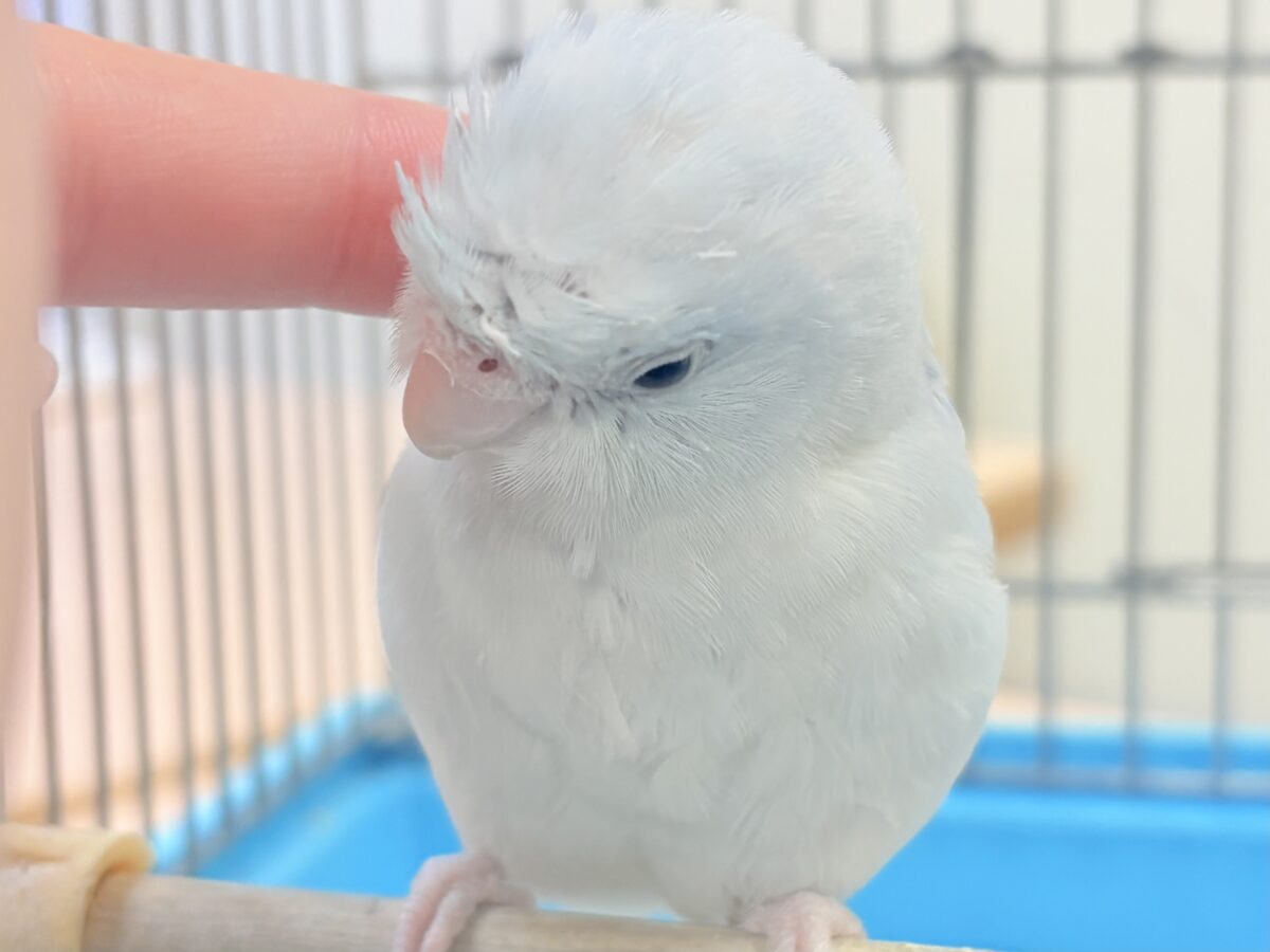 透明感たっぷりの小さな子🐥🫧マメルリハ(アメリカンホワイト) 男の子 マメルリハ