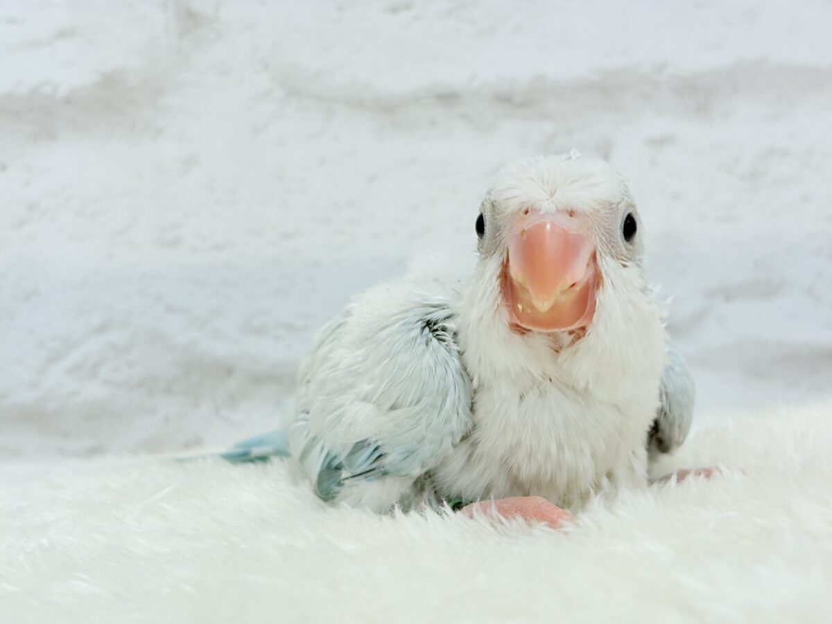 オキナインコ