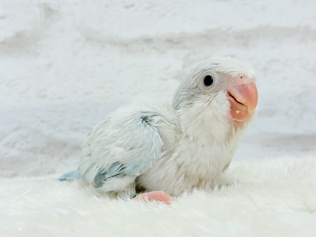 オキナインコ