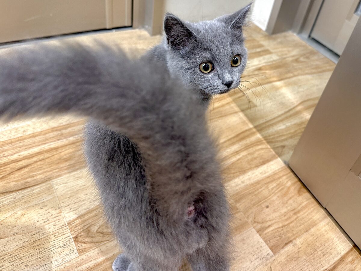 ブリティッシュショートヘア 男のコ 自分じかん満喫。。でも??~~ ブリティッシュショートヘア