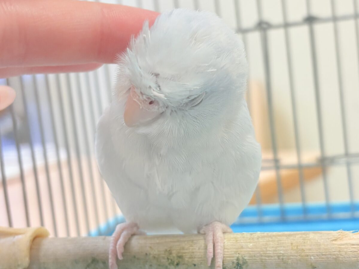 透明感たっぷりの小さな子🐥🫧マメルリハ(アメリカンホワイト) 男の子 マメルリハ