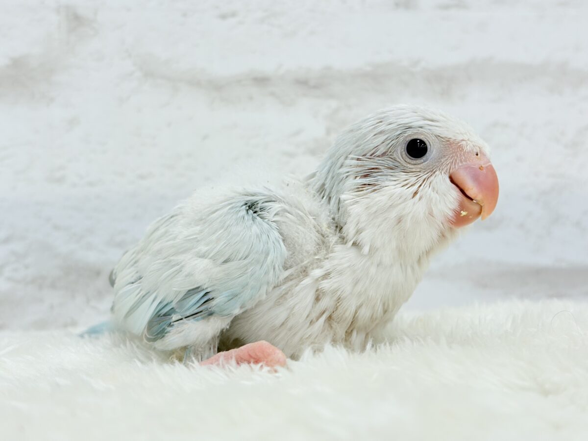 オキナインコ