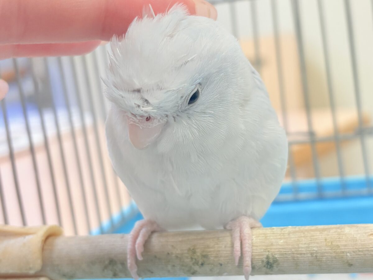 透明感たっぷりの小さな子🐥🫧マメルリハ(アメリカンホワイト) 男の子 マメルリハ