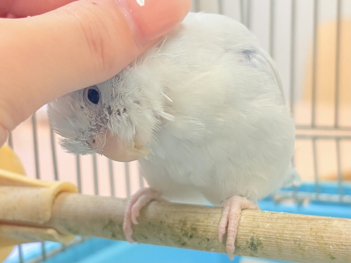 透明感たっぷりの小さな子🐥🫧マメルリハ(アメリカンホワイト) 男の子 マメルリハ