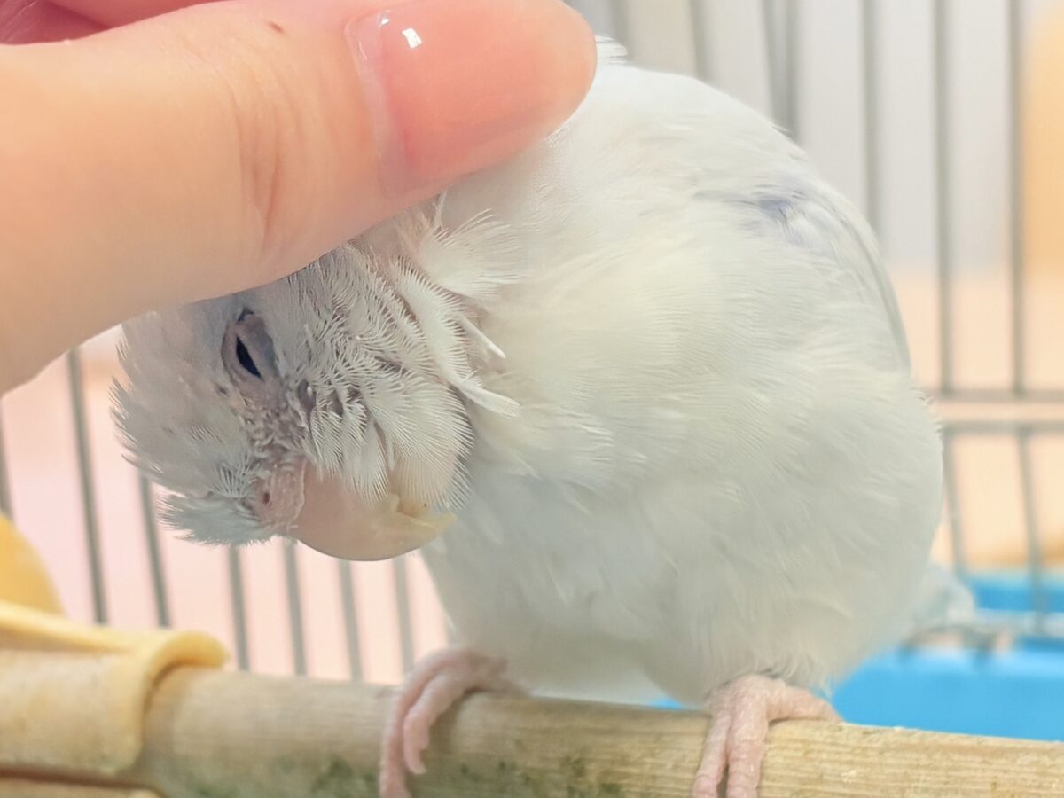 透明感たっぷりの小さな子🐥🫧マメルリハ(アメリカンホワイト) 男の子 マメルリハ