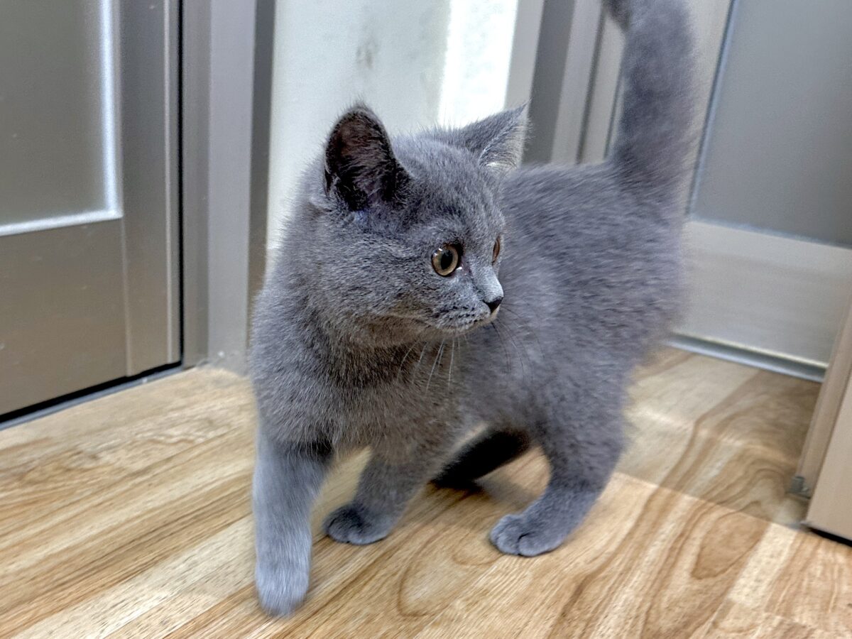 ブリティッシュショートヘア 男のコ 自分じかん満喫。。でも??~~ ブリティッシュショートヘア