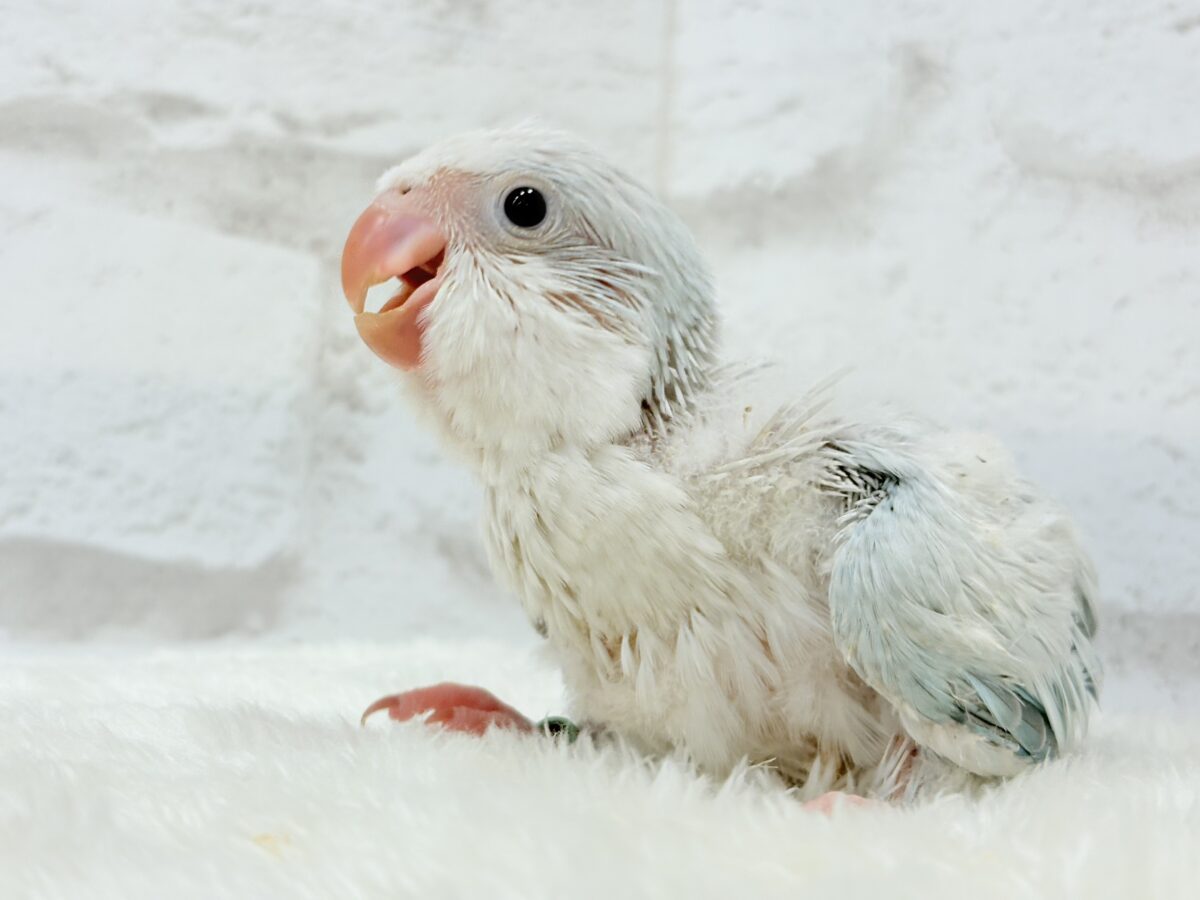 涼しげカラーで爽やかに🐣🎐🫧オキナインコ(ブルーパリドオパーリン) ヒナ オキナインコ