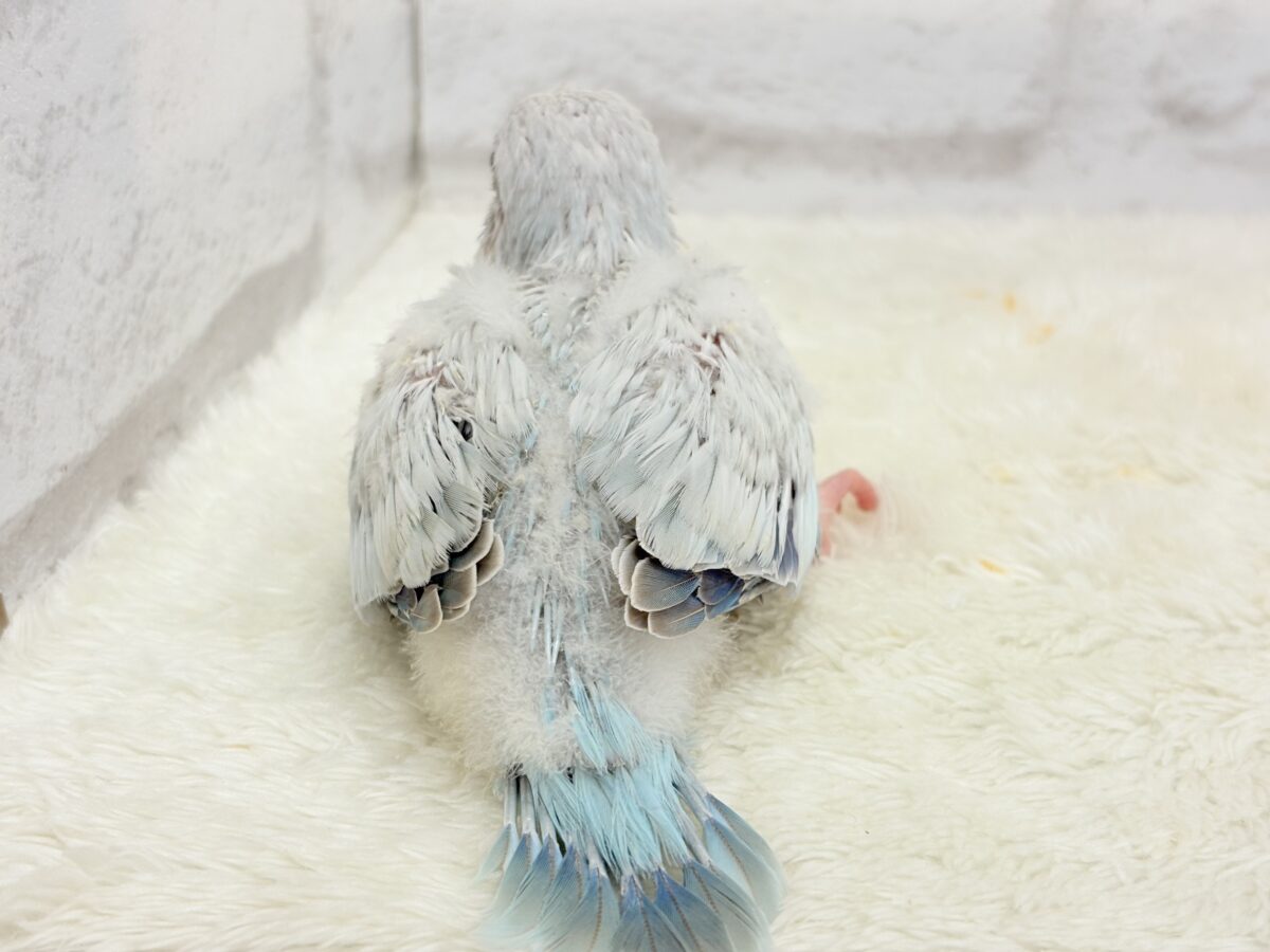 オキナインコ