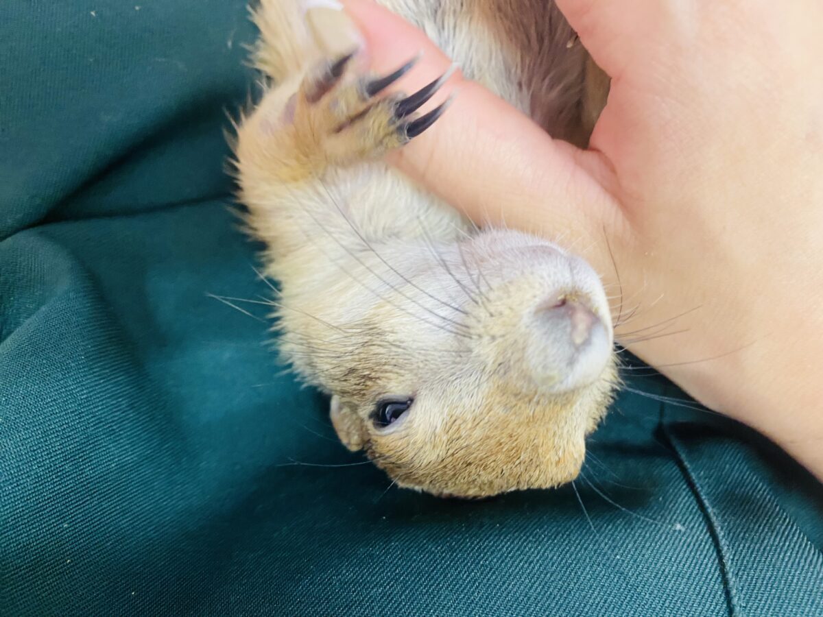 プレーリードッグ