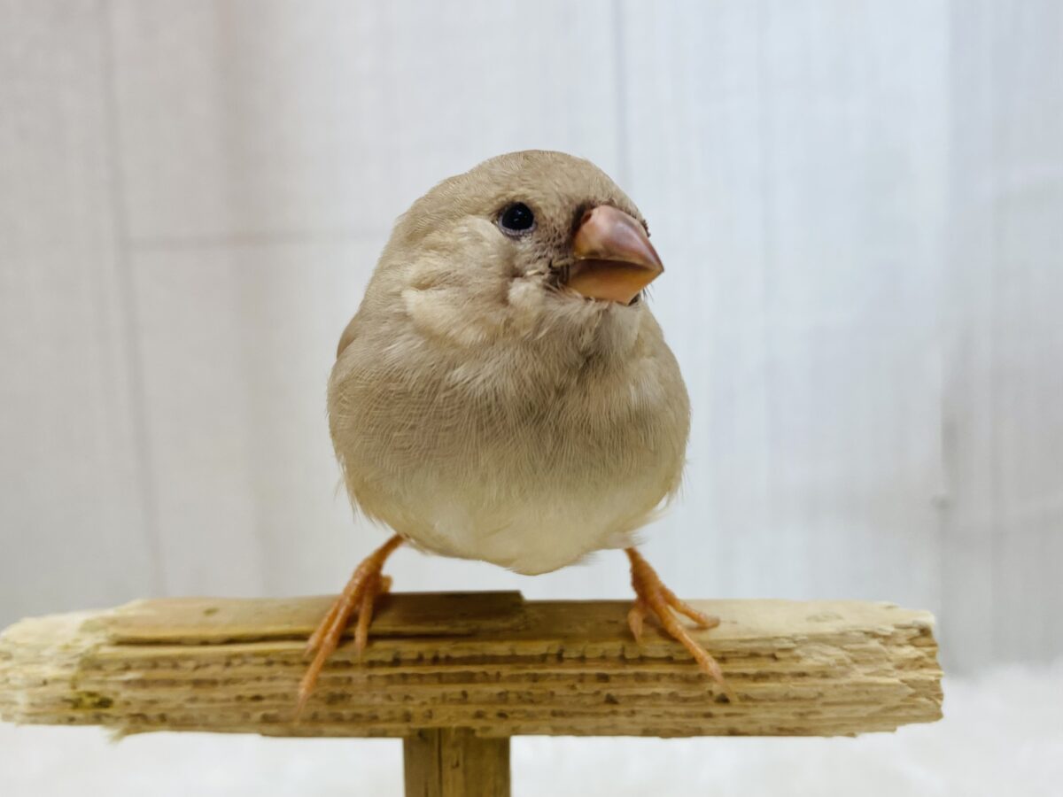 ジャンボキンカチョウ