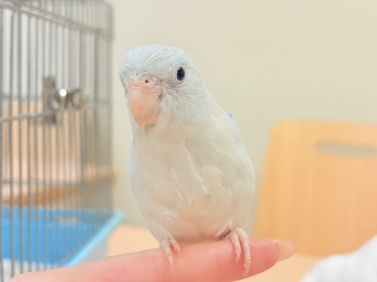 透明感たっぷりの小さな子🐥🫧マメルリハ(アメリカンホワイト) 男の子 マメルリハ