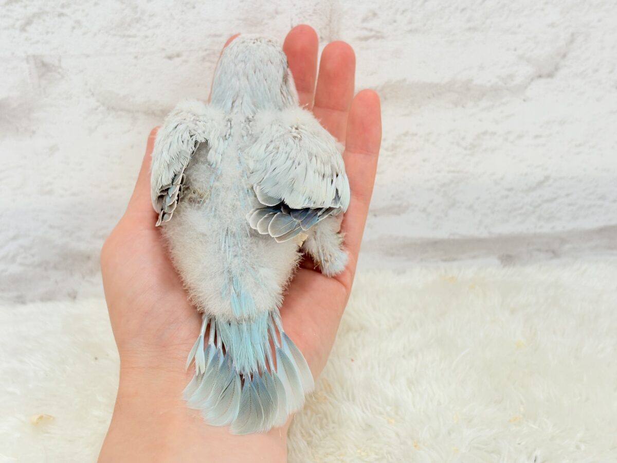 オキナインコ