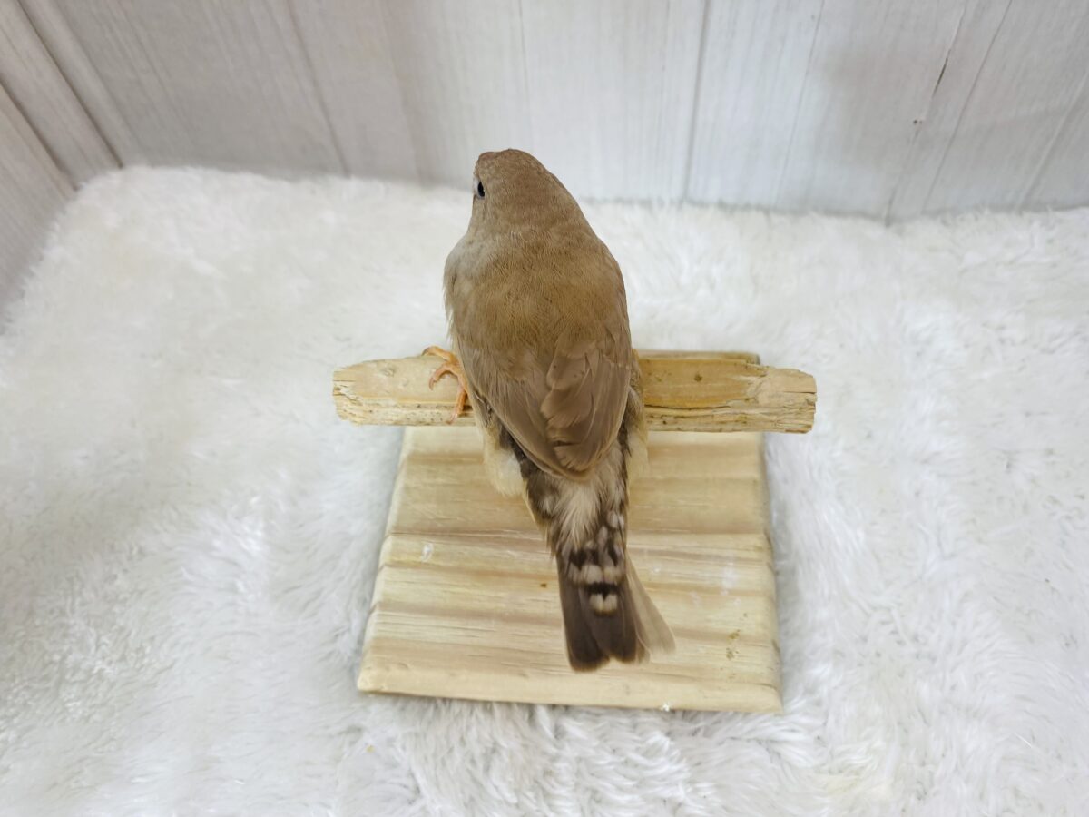 ジャンボキンカチョウ