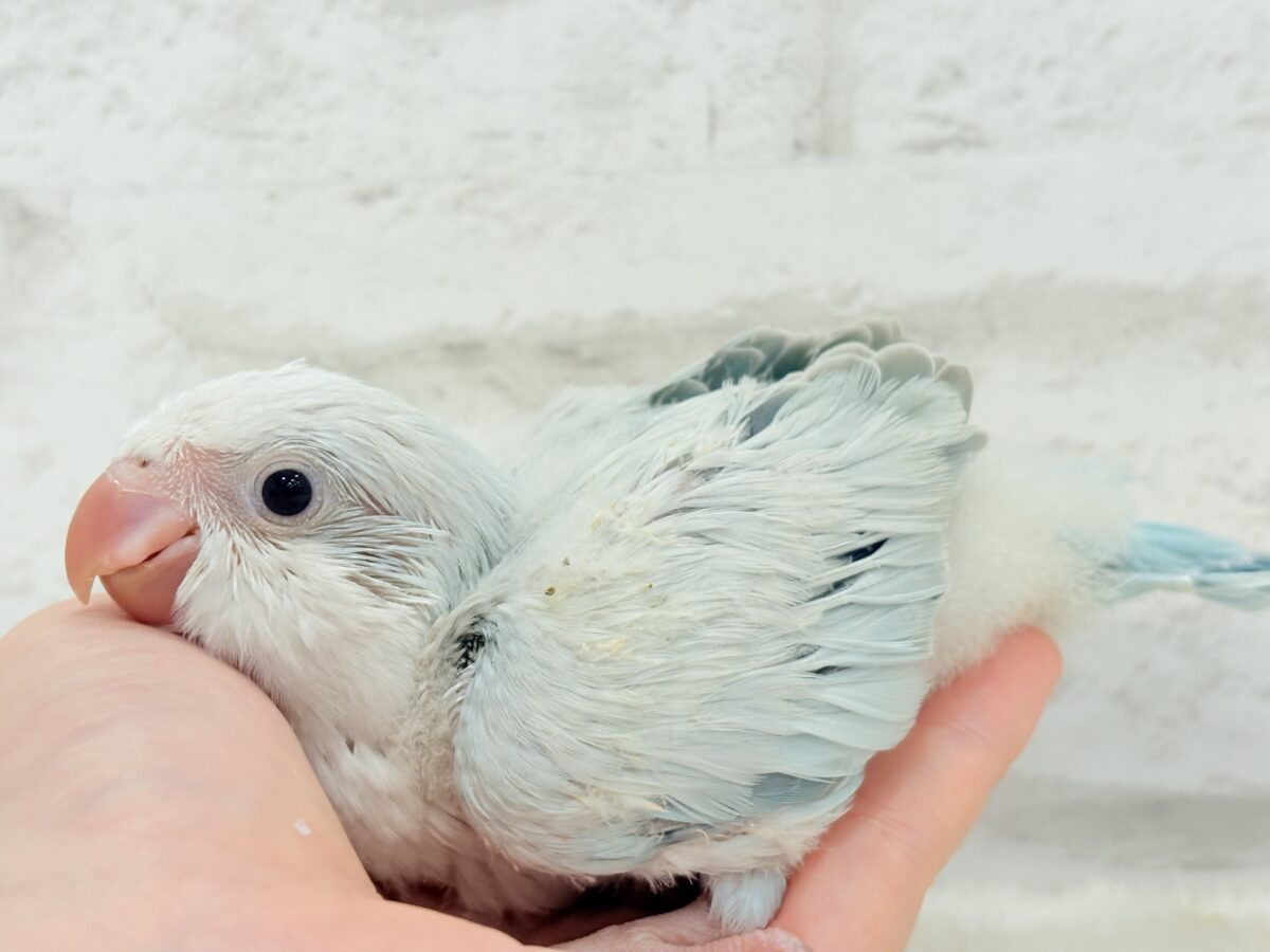 涼しげカラーで爽やかに🐣🎐🫧オキナインコ(ブルーパリドオパーリン) ヒナ オキナインコ