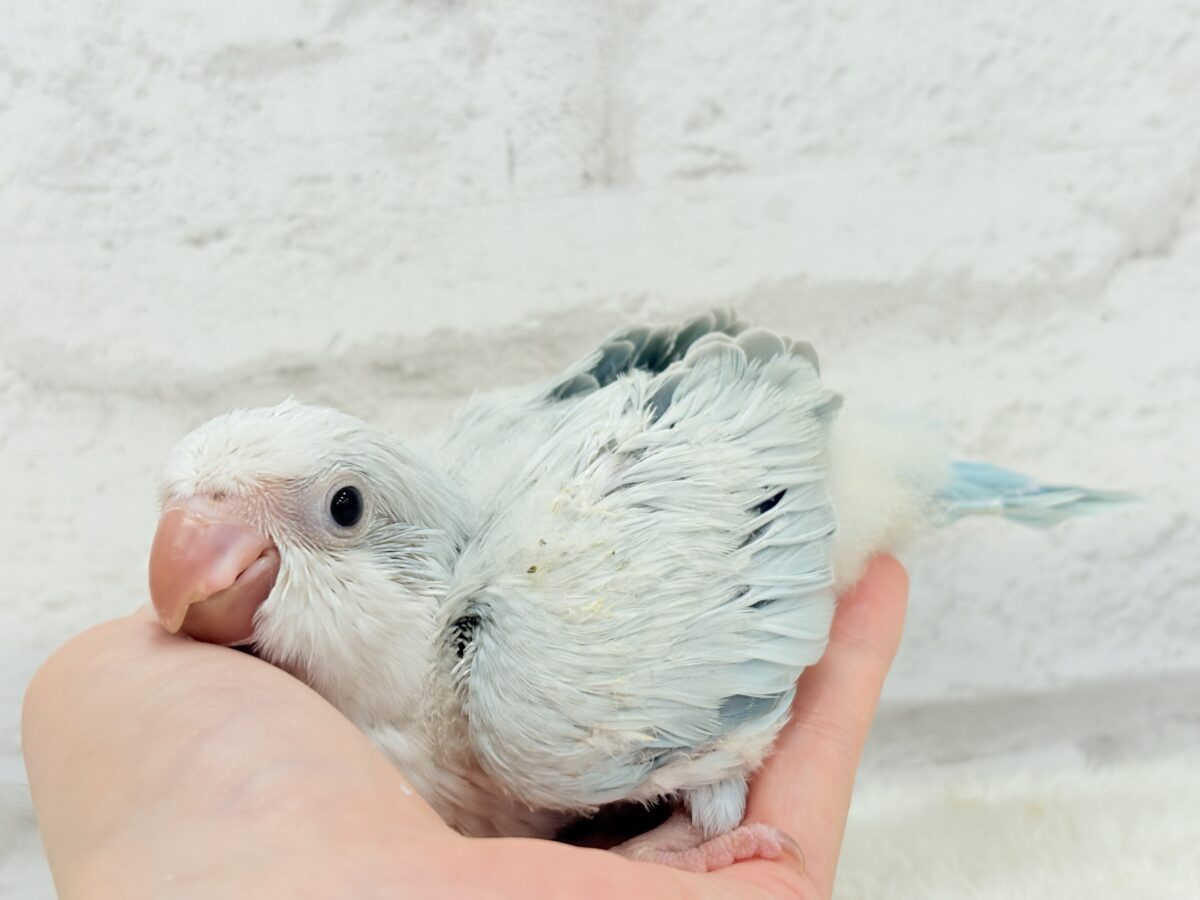 涼しげカラーで爽やかに🐣🎐🫧オキナインコ(ブルーパリドオパーリン) ヒナ オキナインコ