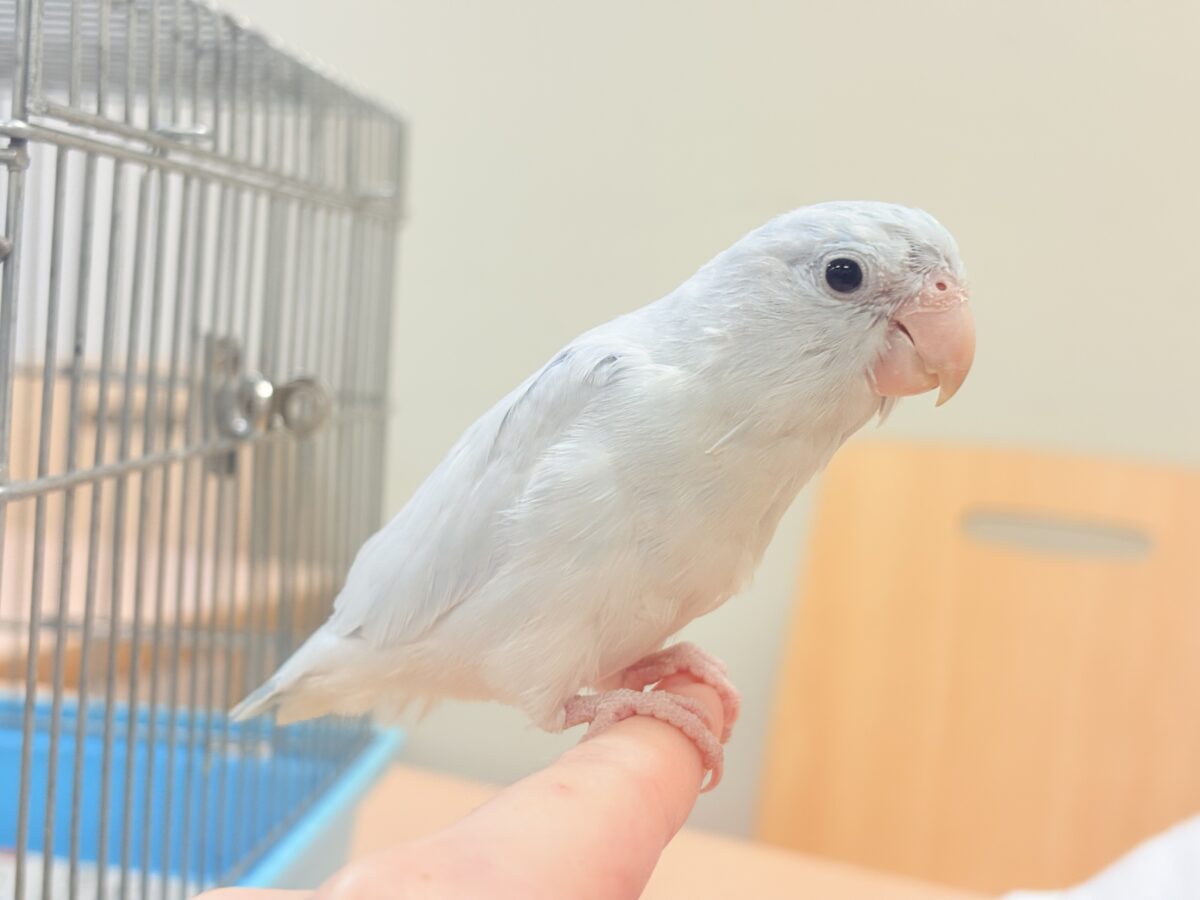 透明感たっぷりの小さな子🐥🫧マメルリハ(アメリカンホワイト) 男の子 マメルリハ